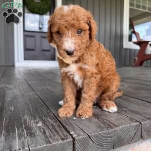 Jax, Mini Goldendoodle Puppy